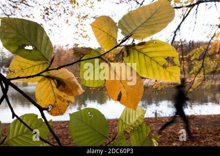 Köln, Deutschland. November 2020. Das Herbstlaub auf dem Adenauerweiher leuchtet gelb. Quelle: Federico Gambarini/dpa/Alamy Live News Stockfoto