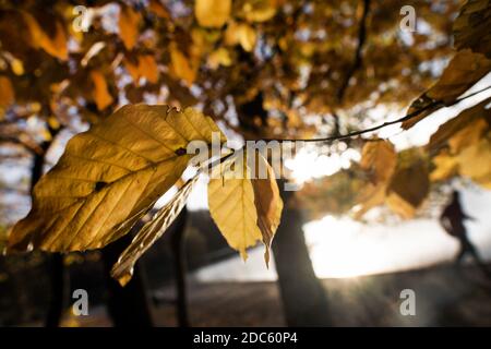 Köln, Deutschland. November 2020. Das Herbstlaub auf dem Adenauerweiher leuchtet gelb. Quelle: Federico Gambarini/dpa/Alamy Live News Stockfoto