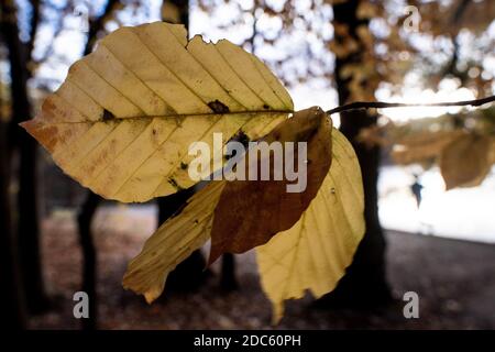 Köln, Deutschland. November 2020. Gelb leuchten die Blätter eines Baumes am Adenauerweiher. Quelle: Federico Gambarini/dpa/Alamy Live News Stockfoto