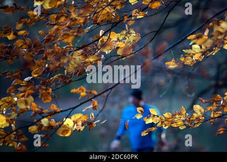 Köln, Deutschland. November 2020. Gelb leuchten die Blätter eines Baumes am Adenauerweiher. Quelle: Federico Gambarini/dpa/Alamy Live News Stockfoto