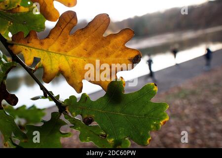 Köln, Deutschland. November 2020. Das Herbstlaub auf dem Adenauerweiher leuchtet gelb. Quelle: Federico Gambarini/dpa/Alamy Live News Stockfoto