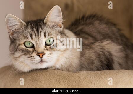 Schöne silberne Katze, die auf dem Kratzbaum ruht Stockfoto