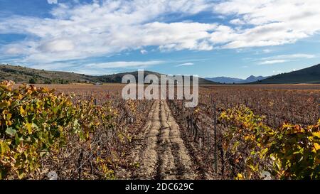 Schöne Aussicht auf Weinbergsreihen nach der Ernte. Stockfoto