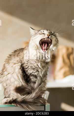 Schöne Silberkatze in gähnender Zeit Stockfoto