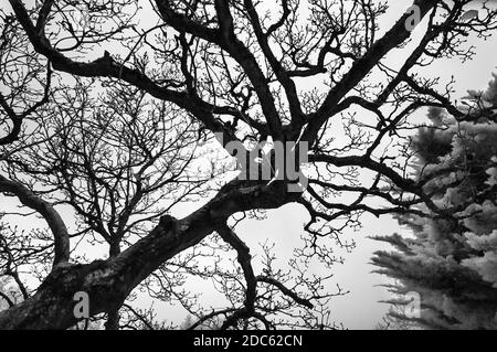 Infrarotaufnahme eines Magnolienbaums in einem Landgarten. Stockfoto