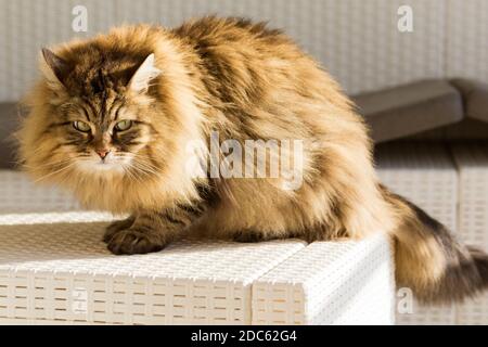 Wunderschöne langhaarige gestromte Katze in einem Garten Stockfoto