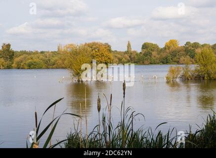 Blick über den Stockers See im Herbst. Rickmansworth, Hertfordshire, England, Großbritannien Stockfoto