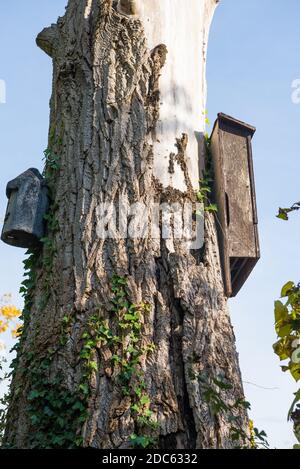 Vogel- und Fledermausnistkästen hoch oben auf dem fixiert Stamm eines Baumes Stockfoto