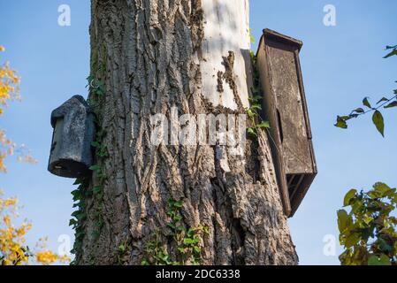 Vogel- und Fledermausnistkästen hoch oben auf dem fixiert Stamm eines Baumes Stockfoto