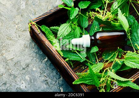 Brennnesselextrakt in der Flasche und frische Brennnesselblätter.Brennnesseln Stockfoto