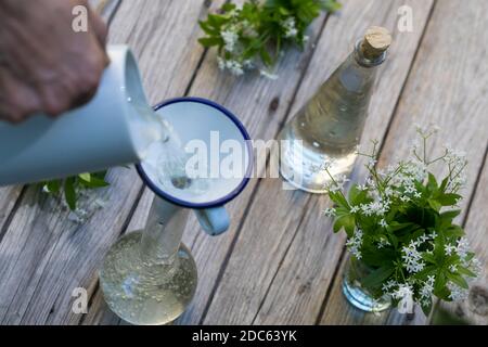 Waldmeister-Sirup, Waldmeistersirup, Sirup, Waldmeister, Wald-Meister, Wohlriechendes Labkraut, Galium odoratum, Süßer Waldmeister, duftender Bettstroh Stockfoto