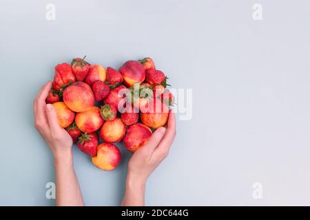 Pfirsiche und Erdbeeren in den Händen der Frau auf blauem Hintergrund. Copyspace. Herzförmige Komposition. Stockfoto