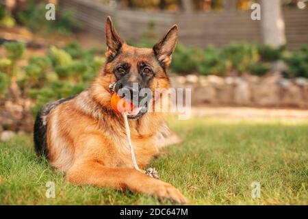 Deutscher Schäferhund spielt mit einer orangefarbenen Kugel im Mund. Porträt eines spielenden reinrassigen Hundes im Sommerpark. Stockfoto