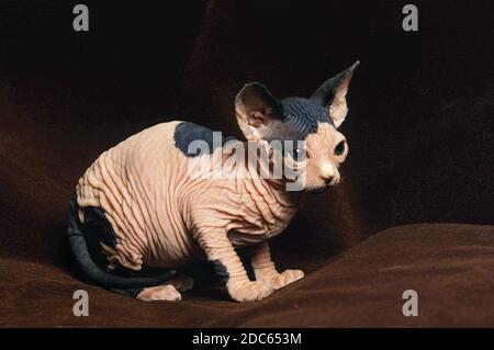 SPHYNX KATZE, KÄTZCHEN Stockfoto
