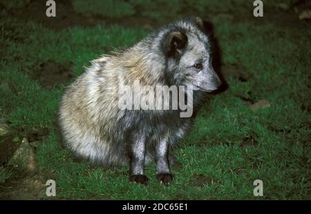 ARCTIC FOX ALOPEX LAGOPUS, ERWACHSENE MIT SOMMERMANTEL Stockfoto