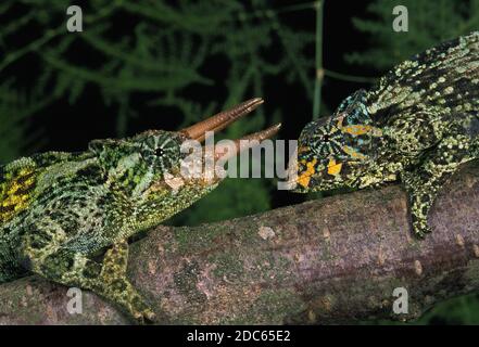 Jacksons Chamäleon Chamaeleo Jacksoni, MALE AND FEMALE Stockfoto