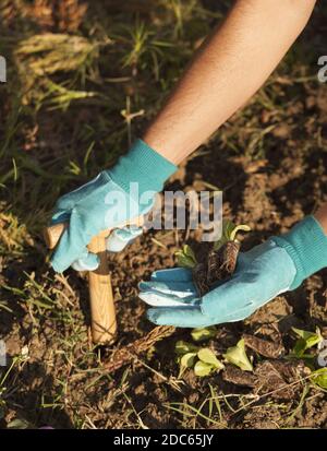 Eine Nahaufnahme der Hände, die eine Blume Pflanzen Stockfoto