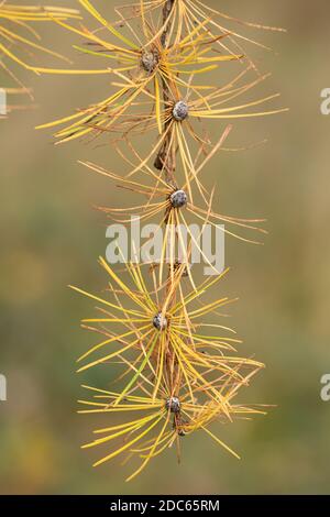 Europäische Lärche (Larix decidua) Baum im Herbst, Herbst, November, zeigt Nadeln gelb Stockfoto