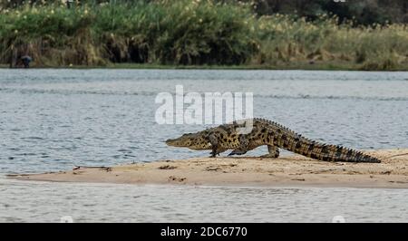 Die Jagd - Nilkrokodil, der über eine Sandbank geht, um den Zambezi-Fluss mit einem Mann im Wasser am fernen Ufer zu erreichen. Stockfoto