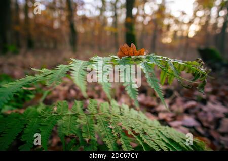 Schöne bunte Herbstblätter bei schönem Wetter Stockfoto