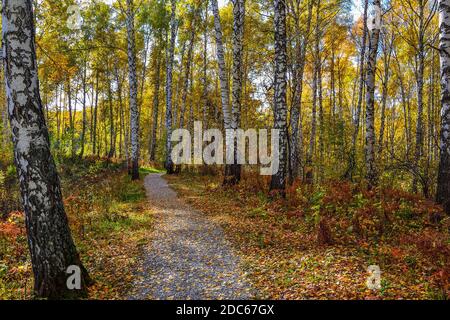 Schotter gewundener Weg durch den Herbst bunten Wald auf Hügel. Weiße Stämme und goldenes Laub von Birken, grüne Nadeln von Kiefern, rotes trockenes Gras Stockfoto