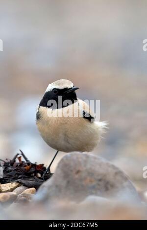 Desert Wheatear (Oenanthe deserti) im Salthouse Norfolk November 2020 Stockfoto