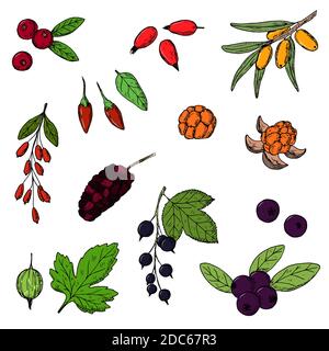 Beeren. Vektorgrafik Cartoon Illustrationen. Isolierte Objekte auf weißem Hintergrund. Handgezeichneter Stil. Stock Vektor