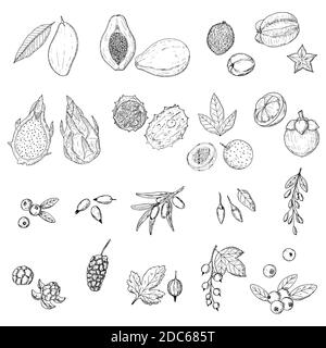 Früchte und Beeren. Vektorgrafik Cartoon Illustrationen. Isolierte Objekte auf weißem Hintergrund. Von Hand gezeichnet. Stock Vektor