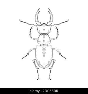 Hirschkäfer. Vektor-isolierte Illustration in handgezeichneter Form. Stock Vektor