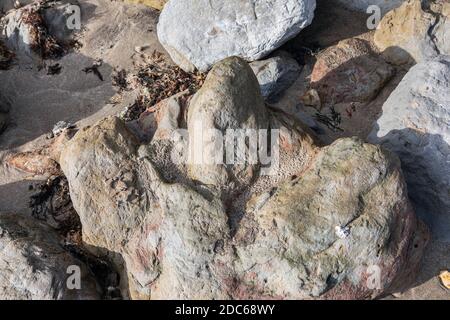 Versteinerte Dinosaurier-Fußabdrücke in Compton Bay, Isle of Wight Stockfoto