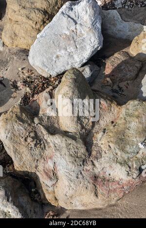 Versteinerte Dinosaurier-Fußabdrücke in Compton Bay, Isle of Wight Stockfoto