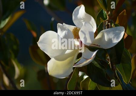 Schöne weiße Magnolienblüte Stockfoto