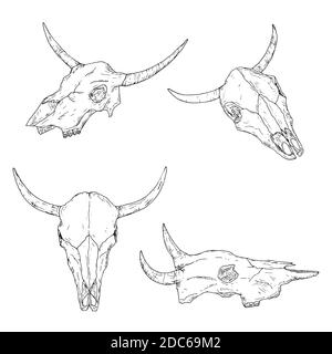 Bullenkulls. Isoliert auf Weiß. Vektorgrafiken. Handgezeichneter Stil. Stock Vektor