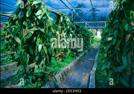 Vanilleanbau oder Vanilla Plantation, Vanilla planifolia, La Réunion oder Reunion Island Frankreich Stockfoto