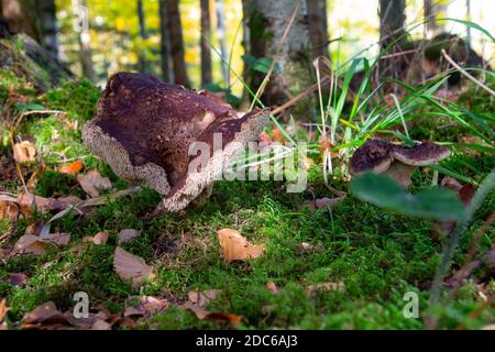 Nahaufnahme eines schuppigen Igels, auch Sarcodon imbricatus oder Habichtspilz genannt Stockfoto