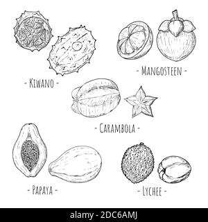 Set von tropischen Früchten. Vektorgrafik Cartoon Illustrationen. Isolierte Objekte auf Weiß. Handgezeichneter Stil. Stock Vektor