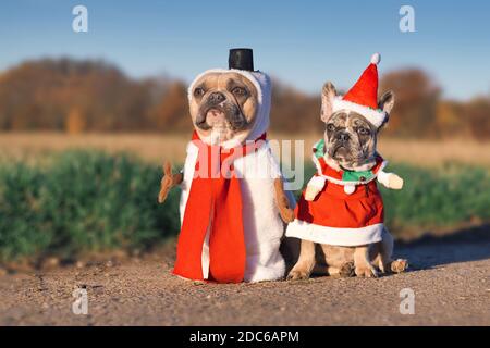 Paar Erwachsene und Welpen Französisch Bulldogge Hunde verkleidet Mit lustigen Schneemann und weihnachtsmann Kostüme Stockfoto