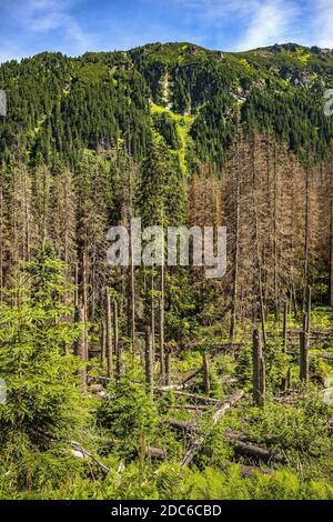 Panoramablick auf den Seven Granats Grat - Siedem Granatow - innerhalb der Zabia Gran Range über das Rybi Potok Tal in der Tatra, bei Zakopane in Stockfoto