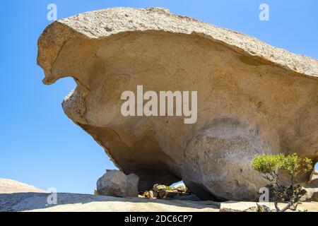 Arzachena, Sardinien / Italien - 2019/07/19: Prähistorischer Granit Pilz Felsen - Roccia il Fungo - aus neolithischer Nuraghenzeit, Symbol von Arzachena, Sassar Stockfoto