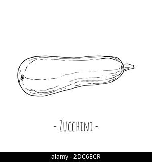 Zucchini. Isoliert auf Weiß. Vektorgrafik. Von Hand gezeichnet. Stock Vektor