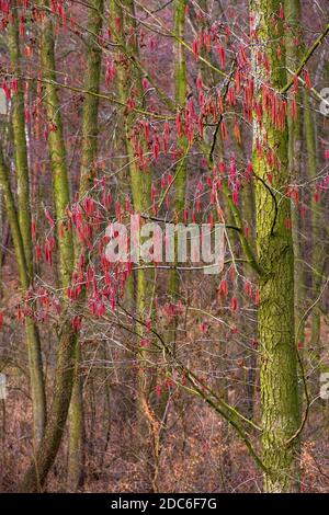 Winterblütenform gemeiner Erle - lat. Alnus glutinosa - auch Schwarze Erle genannt, europäische Erle in einer Mischwaldregion Mazovia Stockfoto