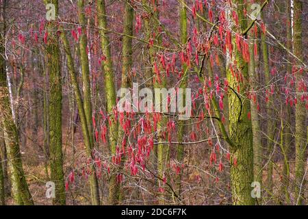 Winterblütenform gemeiner Erle - lat. Alnus glutinosa - auch Schwarze Erle genannt, europäische Erle in einer Mischwaldregion Mazovia Stockfoto