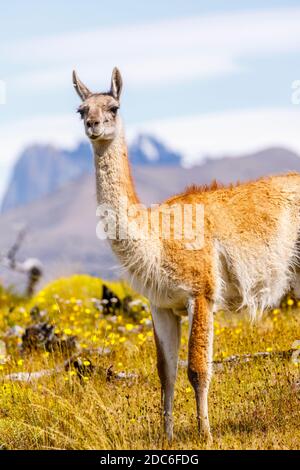 Guanaco (Lama guanicoe) bei den Torres del Paine Türmen im Torres del Paine Nationalpark, Ultima Esperanza, Patagonien, Südchile Stockfoto