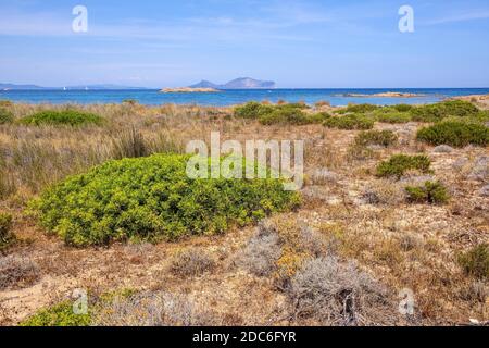 Panoramablick auf die Halbinsel Spalmatore di Terra Marine Naturschutzgebiet mit mediterranem Gestrüpp der Insel Isola Tavolara auf Tyrrheni Stockfoto