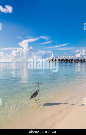 Graureiher steht im Sonnenlicht mit Schatten am Strand in der Nähe des Meeres mit über Wasser Villen. Luxusreise im Sommer, Wildtierlandschaft Stockfoto