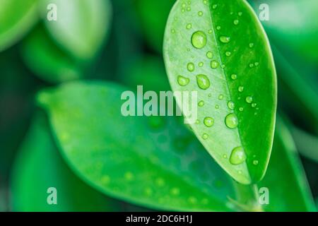 Grünes Blatt mit Wassertropfen nach Regen. Schönheit in der Natur ganz in der Nähe, frische grüne Blätter mit Wassertropfen Stockfoto