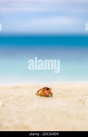 Einsiedlerkrebs am Strand. Unendlicher tropischer Horizont, Stockfoto