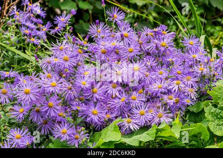 Aster x frikartii 'Monch' ein Lavendel blau krautig mehrjährige Sommer Herbst Blume Pflanze allgemein als Michaelmas Gänseblümchen bekannt, Stock Foto Bild Stockfoto