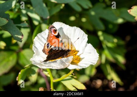 Pfauenschmetterling (Aglais io) mit ausgestreckten Flügeln, die sich auf einer weißen Romneya-Blumenpflanze ernähren, Stock-Foto-Bild Stockfoto