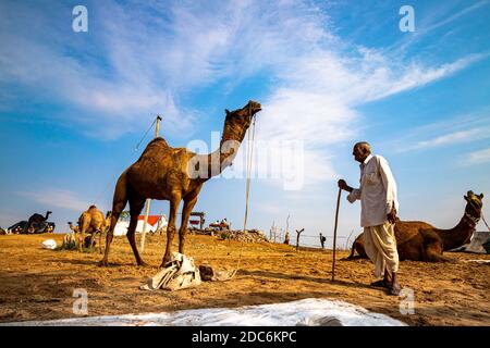 Ein Bauer aus rajasthan steht mit seinem Kamel. Stockfoto